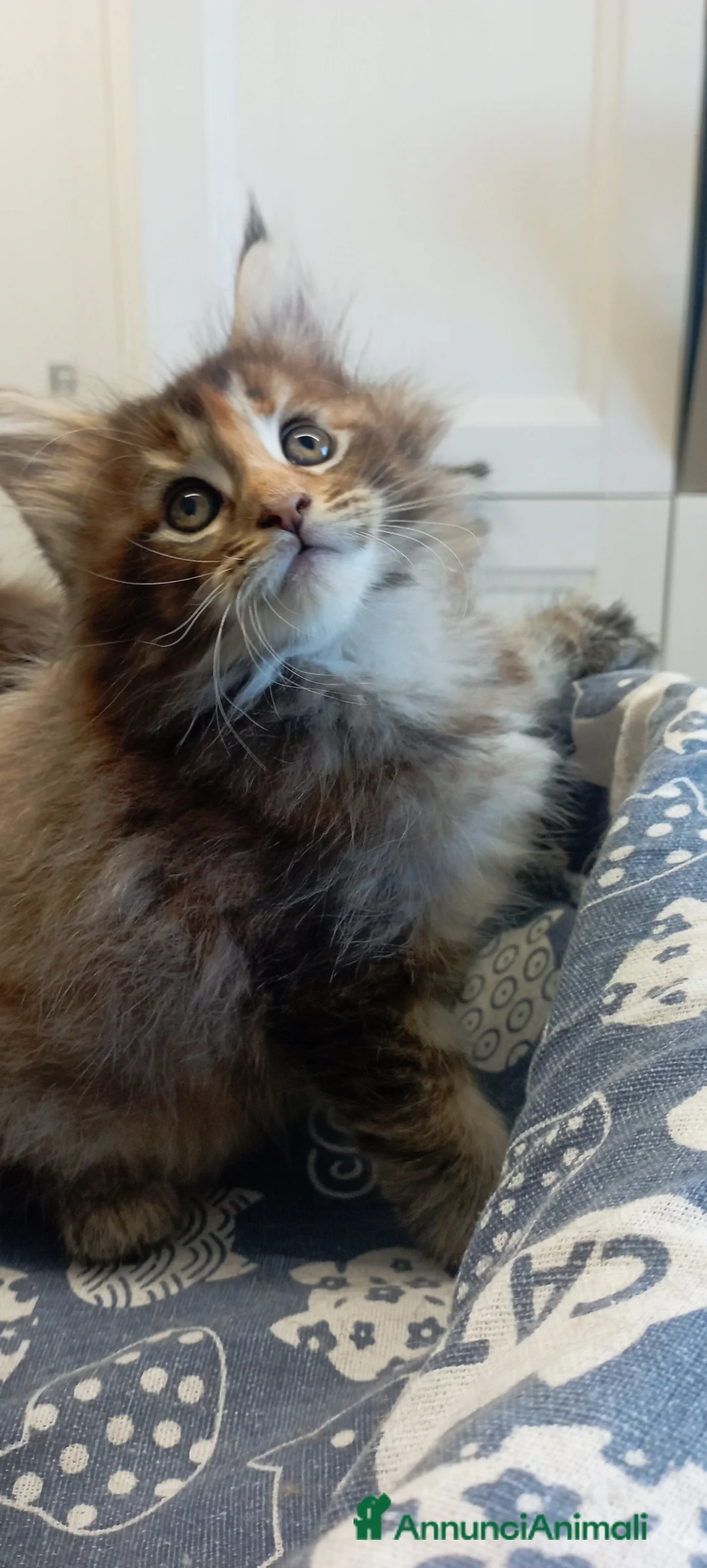 Maine Coon gatti in vendita: Maine Coon con pedigree  - Annuncio 12
