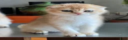 Scottish gatti in vendita: Cucciola di Scottish Fold colore biscotto chiaro - Annuncio 7
