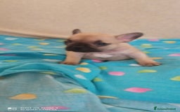 Bulldog Francese cani in vendita: CUCCIOLA DI BOULDOGUE FRANCESE  a Province of Pavia - Immagine 4