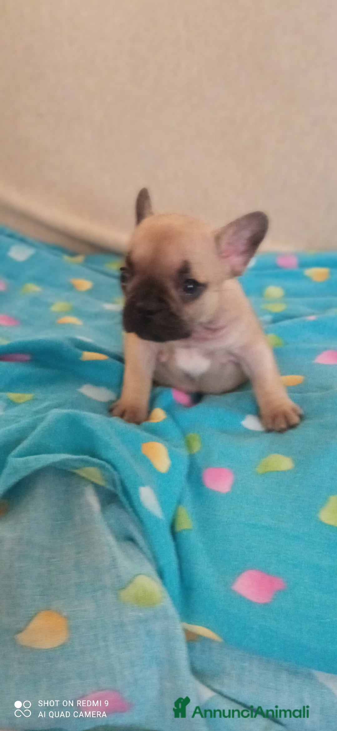 Bulldog Francese cani in vendita: CUCCIOLA DI BOULDOGUE FRANCESE  a Province of Pavia - Immagine 4