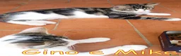Europeo gatti in regalo: GINO E MIKE DOLCISSIMI FRATELLINI - Annuncio 2