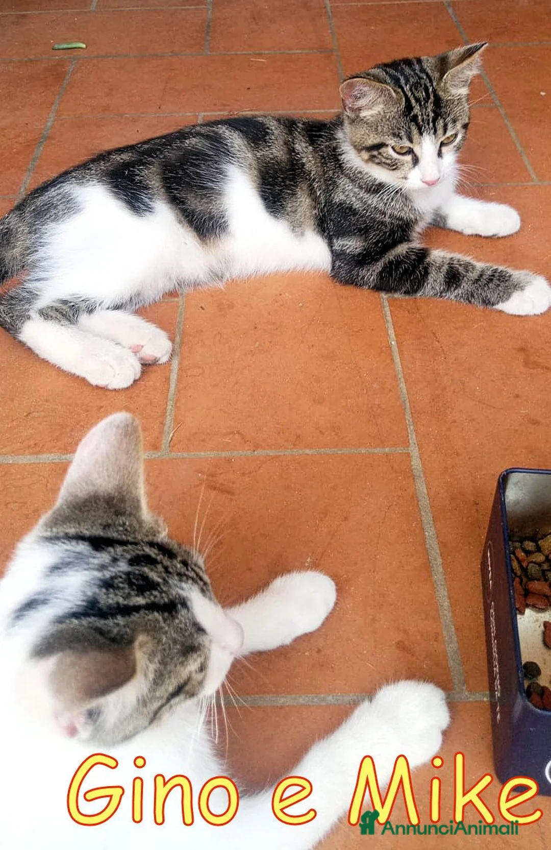Europeo gatti in regalo: GINO E MIKE DOLCISSIMI FRATELLINI - Annuncio 2