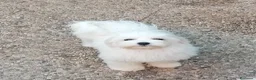 Maltese cani in vendita: Maltese cuccioli - Annuncio 2