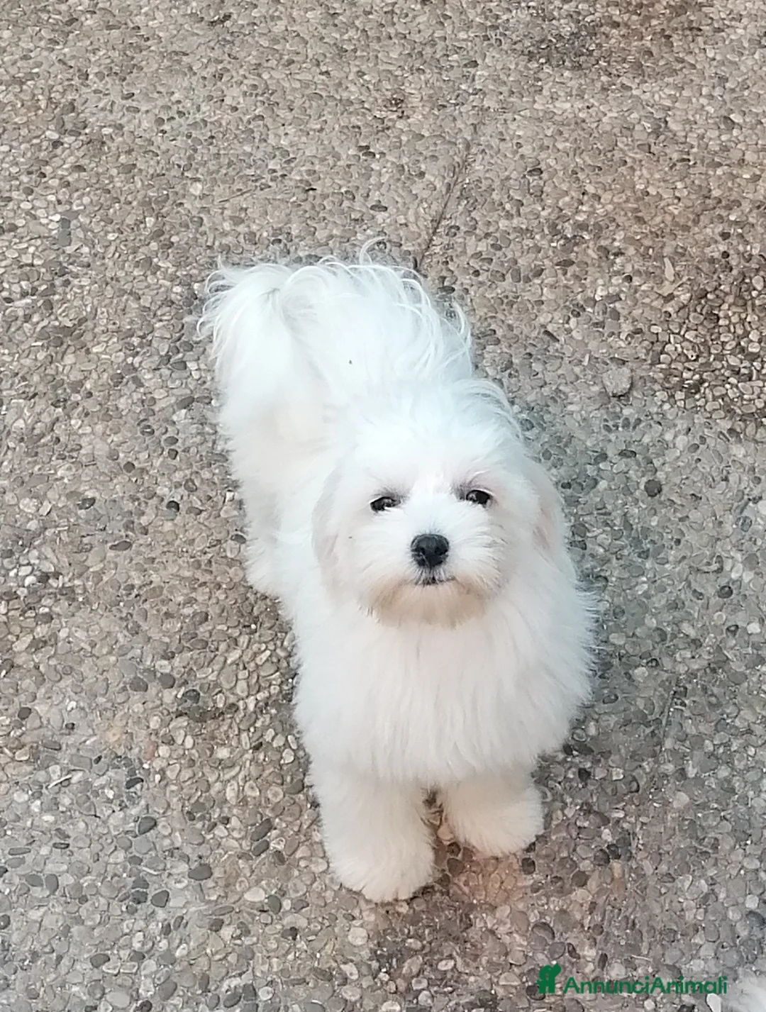 Maltese cani in vendita: Maltese cuccioli - Annuncio 2