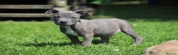 Pitbull cani in vendita: Cucciolo Pit Bull Blue con pedigree anche a rate - Annuncio 11
