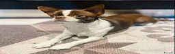 Chihuahua cani per accoppiamento: monta accoppiamento - Annuncio 1