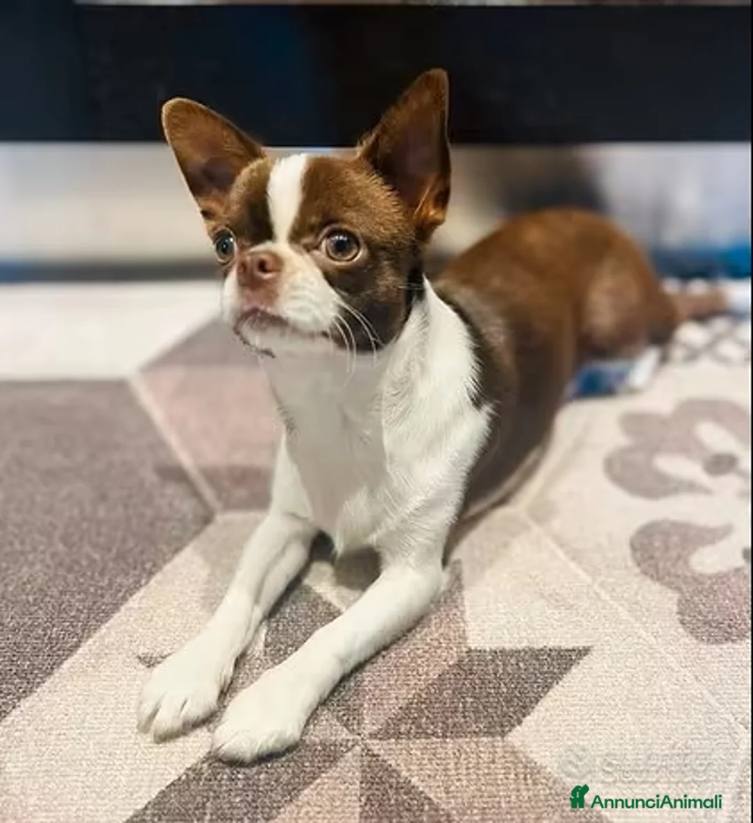 Chihuahua cani per accoppiamento: monta accoppiamento - Annuncio 1