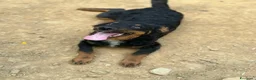 Meticcio cani in regalo: ZAYN, il cucciolo più affettuoso della terra! - Annuncio 7