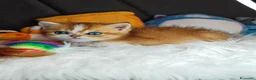 British gatti in vendita: Cuccioli British  - Annuncio 4