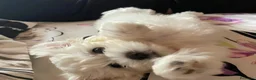 Maltese cani in vendita: Cuccioli di maltese - Annuncio 13