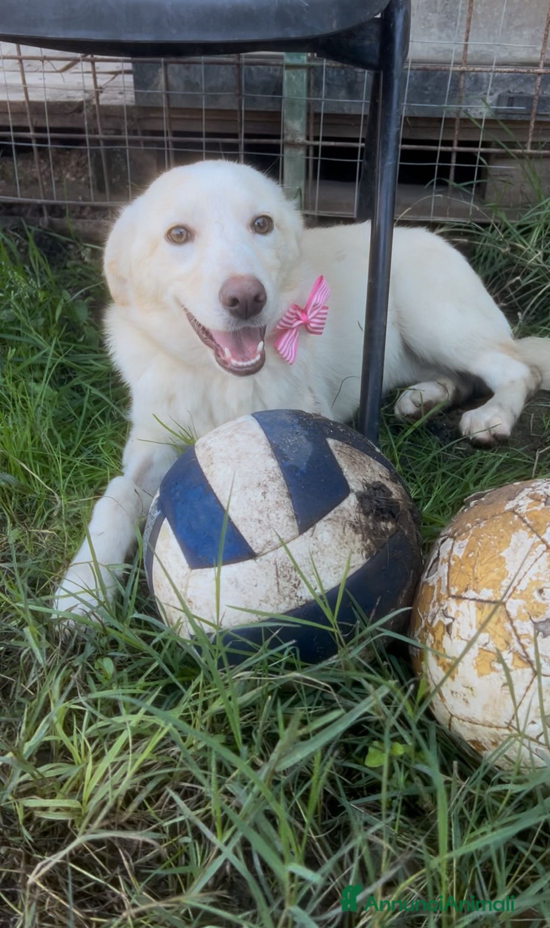 Meticcio cani in regalo: Zoomy - Annuncio 5