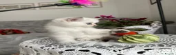 Scottish gatti in vendita: Gattini Scottish Golden  - Annuncio 3