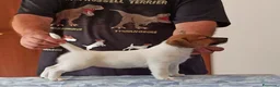 Jack Russell cani in vendita: Cucciolata jack Russell terrier con pedigree  - Annuncio 18