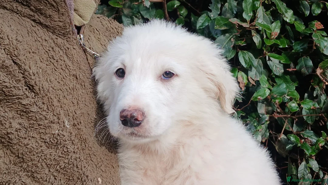 Meticcio cani in regalo: GOLIA STA ASPETTANDO LA SUA FAMIGLIA PER LA VITA - Annuncio 3