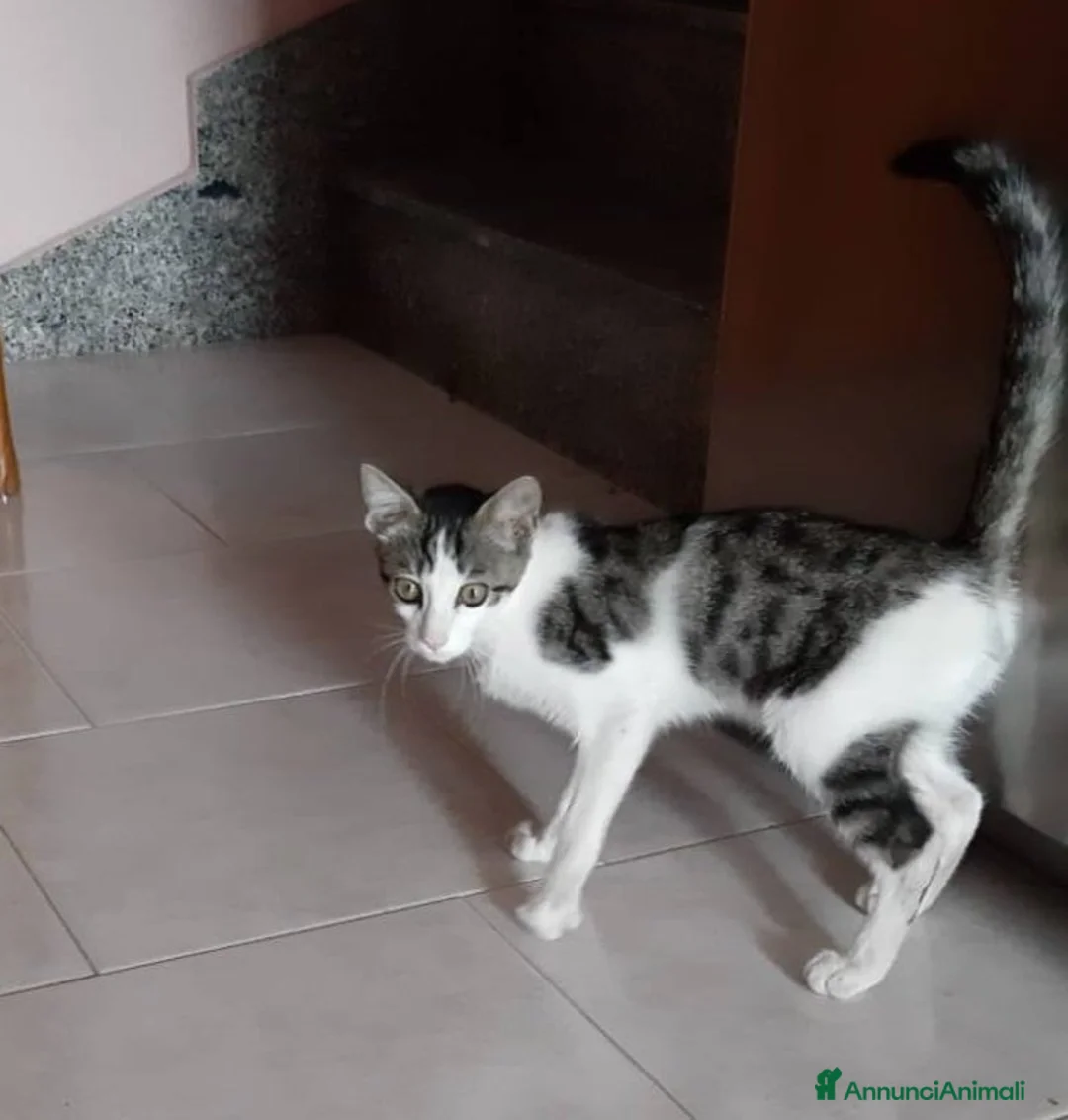 Europeo gatti in regalo: Dolcissimo gattino in adozione, PACO! - Annuncio 2