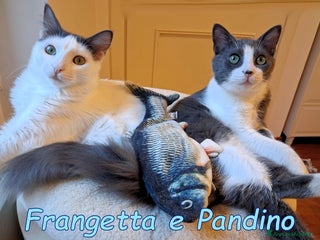 Europeo gatti Scorri pure… sappi che potresti spezzarti il cuore - Annuncio 9