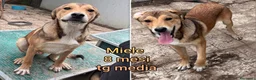 Meticcio cani in regalo: CUCCIOLI BISOGNOSI IN CERCA D'AMORE  a Provincia di Prato - Annuncio 10