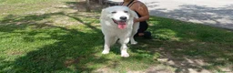 Meticcio cani in regalo: MIRTILLO E LA SUA GIOIA DI VIVERE...IN ADOZIONE - Annuncio 3