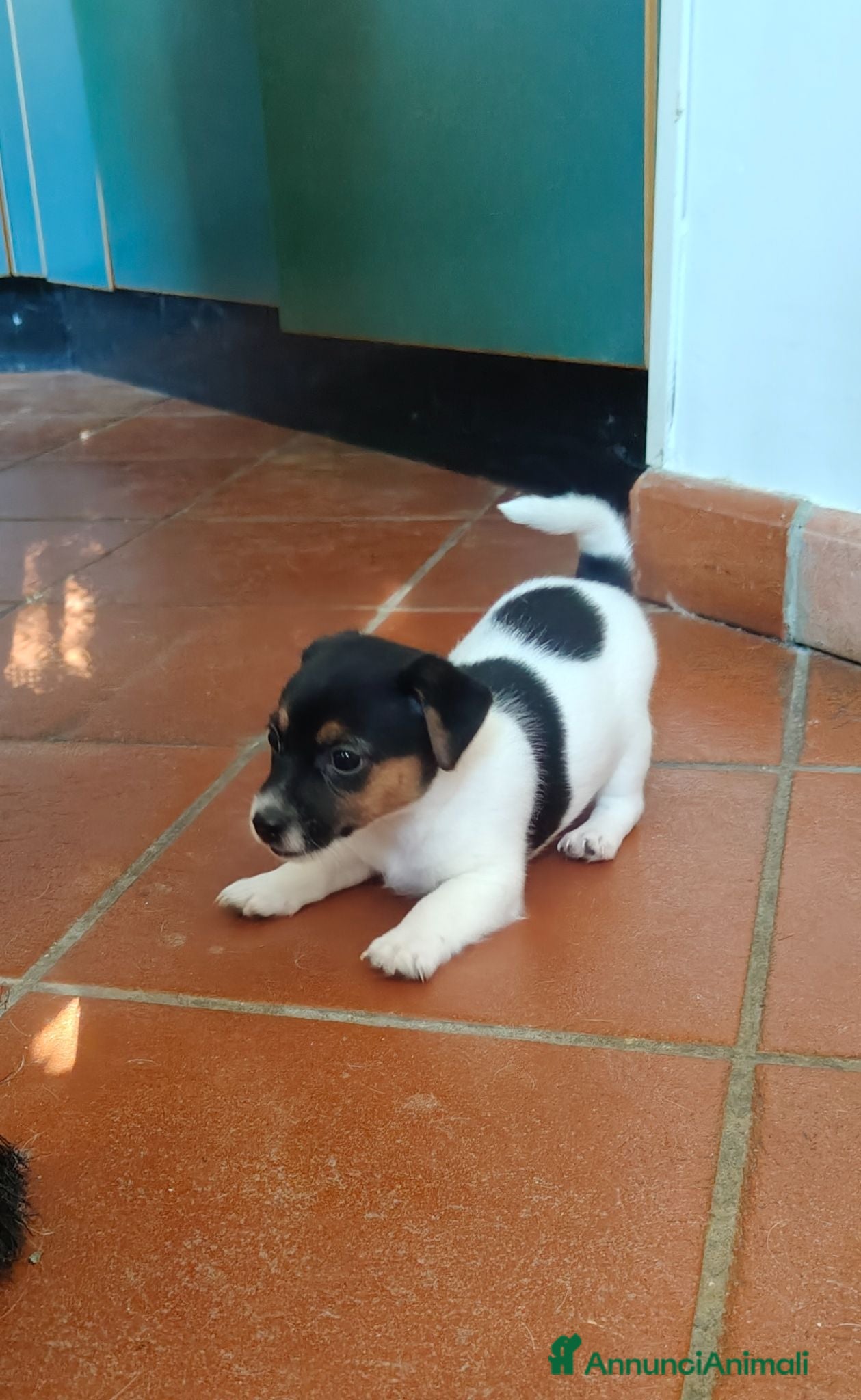 Jack Russell cani Splendidi cuccioli di Jack Russell - Annuncio 1