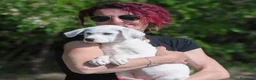 Meticcio cani in regalo: sophie  - Annuncio 3
