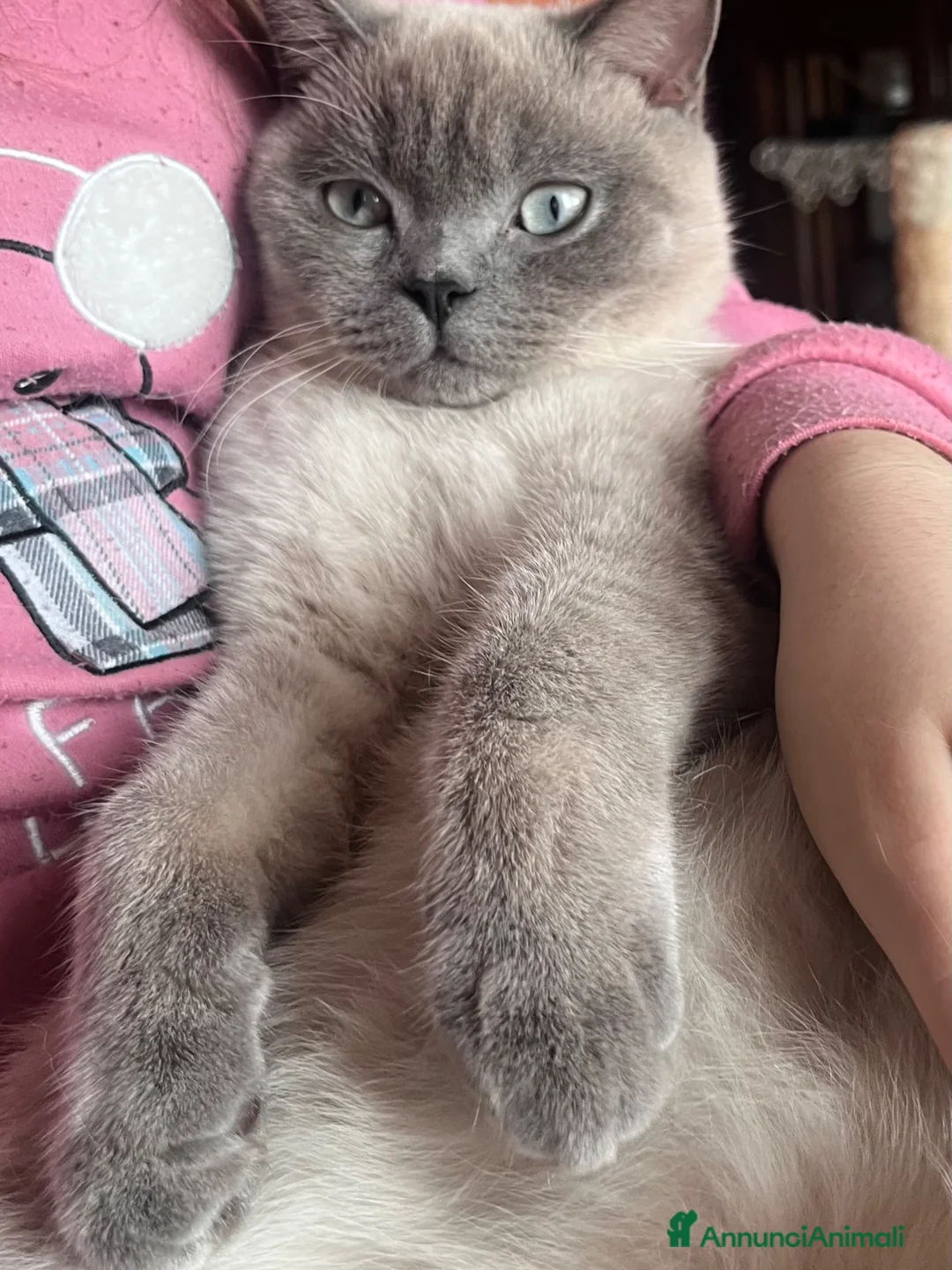 Scottish gatti per accoppiamento: Per monta maschio Scottish straight  - Annuncio 1