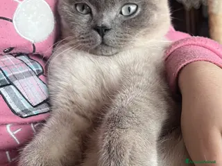 Scottish gatti Per monta maschio Scottish straight - Annuncio 1