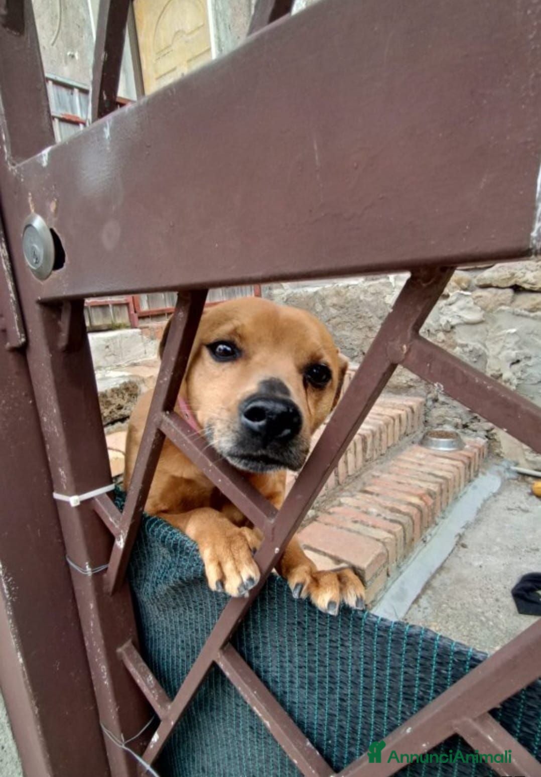 Meticcio cani Cagnolino 4 anni - Annuncio 29