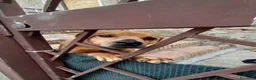 Meticcio cani in regalo: Cagnolino 4 anni - Annuncio 1