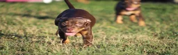 Pitbull cani in vendita: Cuccioli Pit Bull con pedigree anche a rate - Annuncio 27