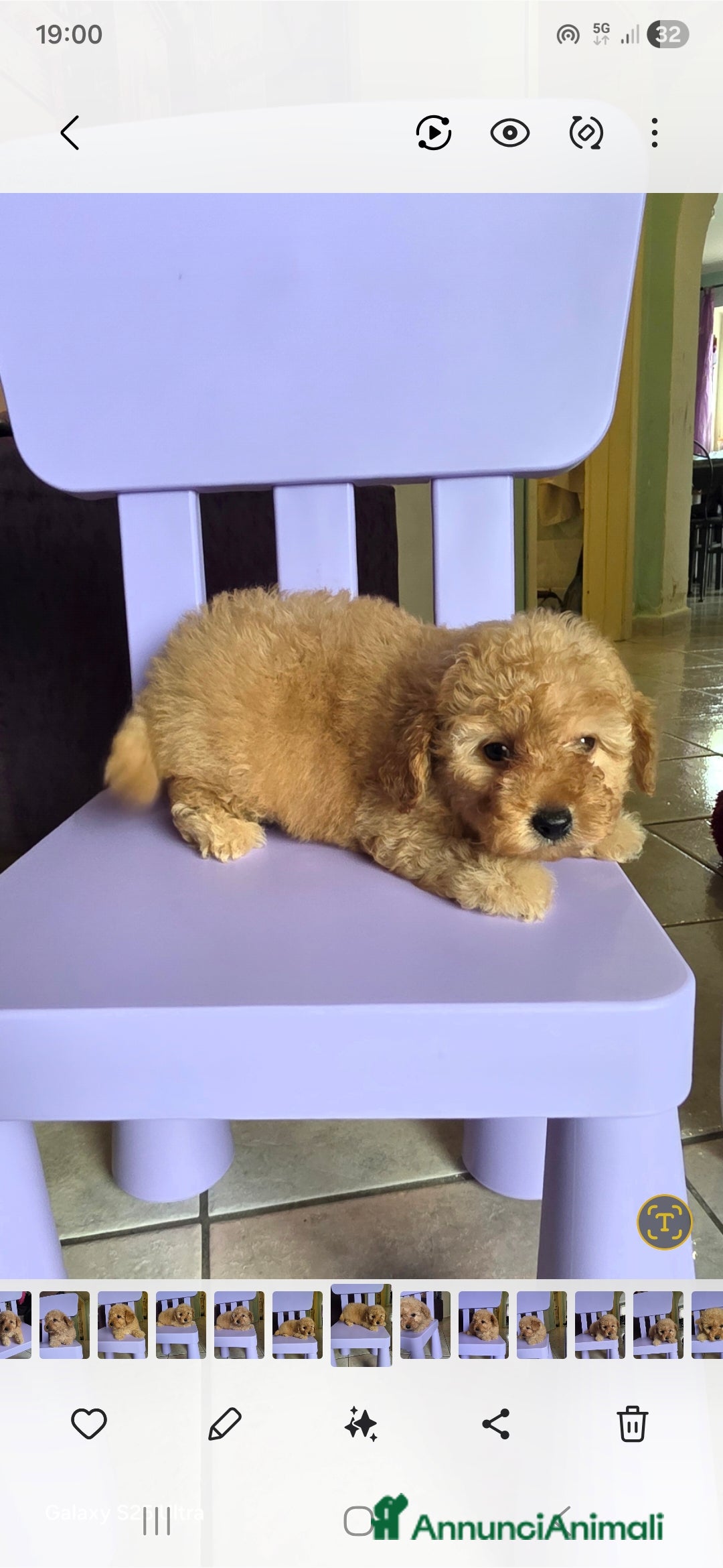 Barboncino Toy cani in vendita: Barboncino  - Annuncio 6