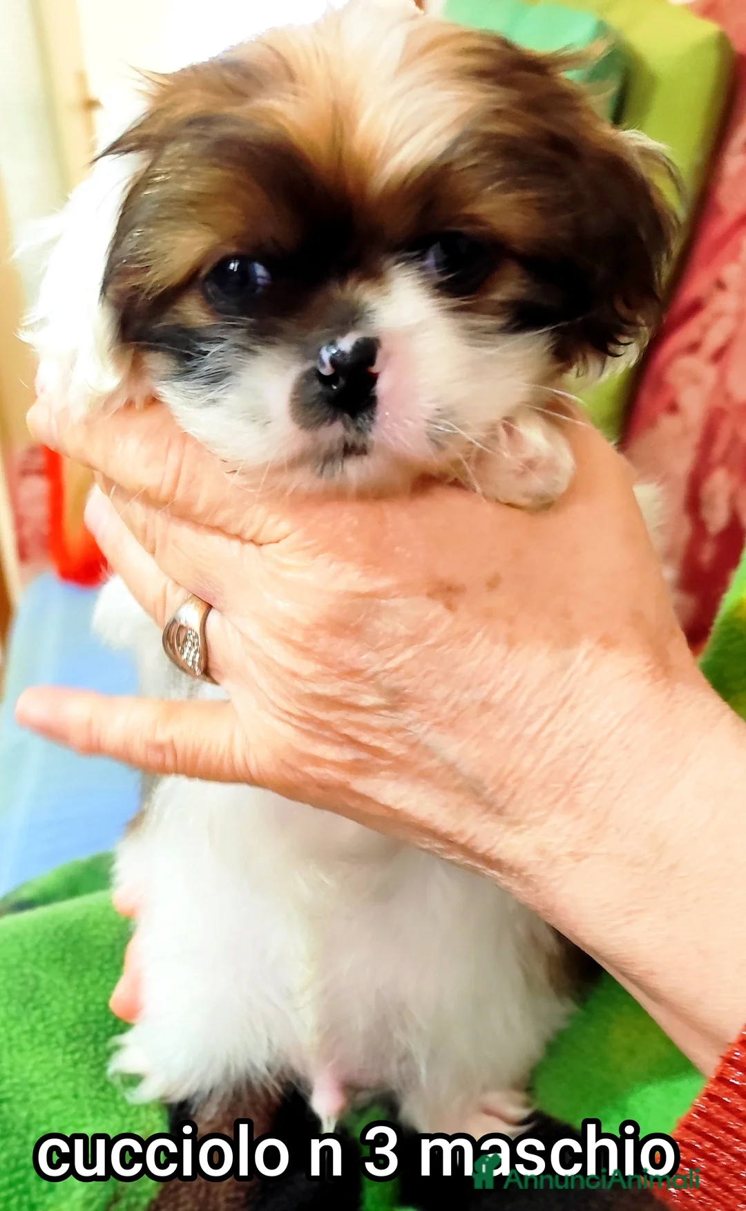 Meticcio cani in vendita: Bellissimi cuccioli cercano amore e casa   - Annuncio 7