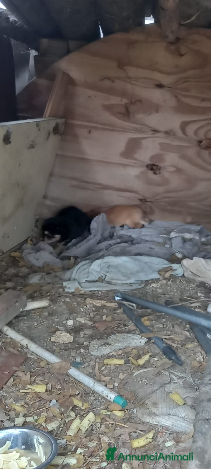 Meticcio cani Cuccioli - Annuncio 2