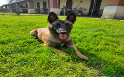 Pastore Belga cani in vendita: Pastore belga a Città metropolitana di Milano - Immagine 4