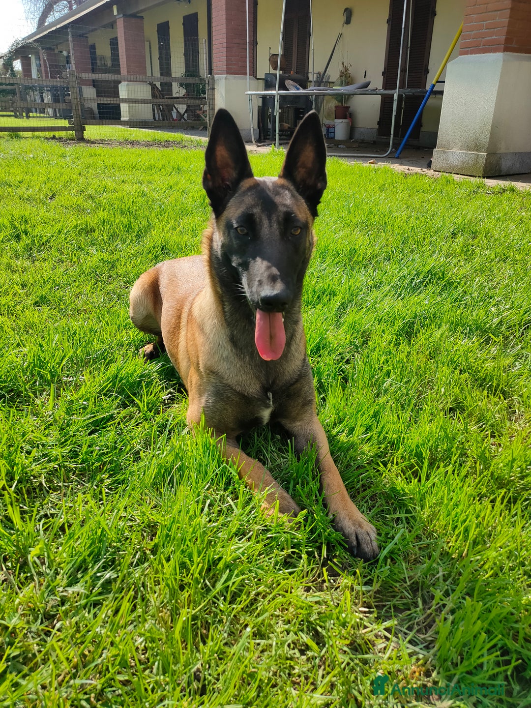 Pastore Belga cani in vendita: Pastore belga a Città metropolitana di Milano - Immagine 4