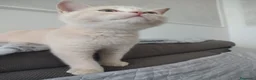 British gatti in vendita: Splendido cucciolo di British Shorthair  - Annuncio 6