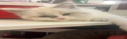 Ragdoll gatti in vendita: Cucciole ragdoll dolcissime  - Annuncio 7