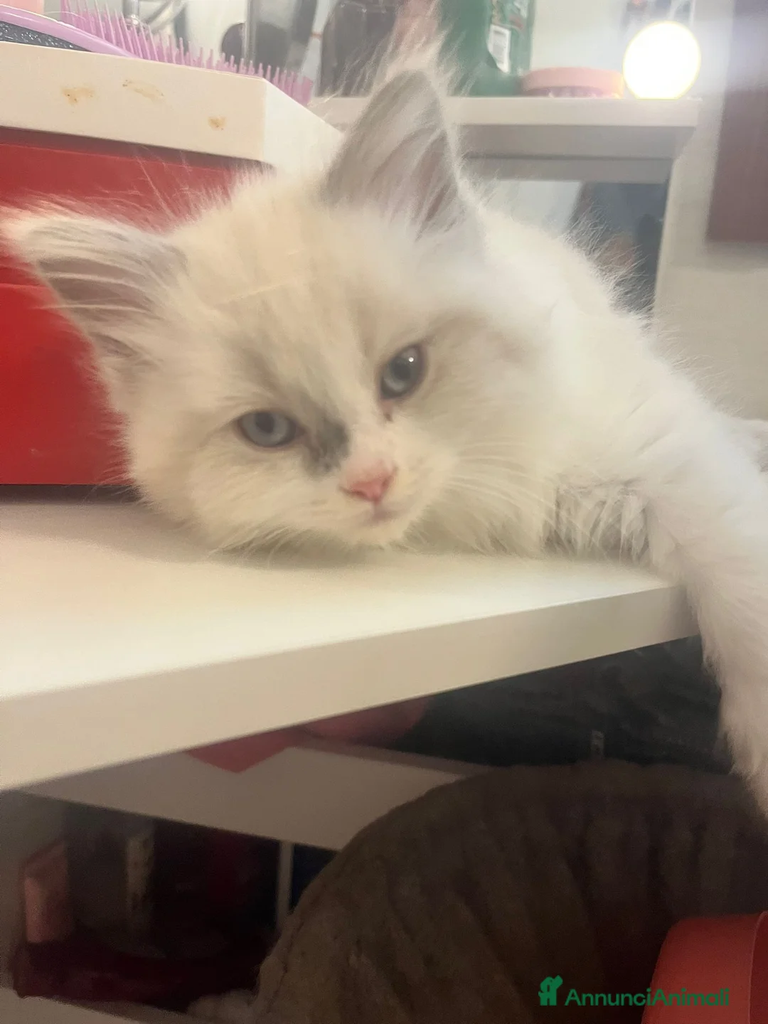 Ragdoll gatti in vendita: Cucciole ragdoll dolcissime  - Annuncio 7
