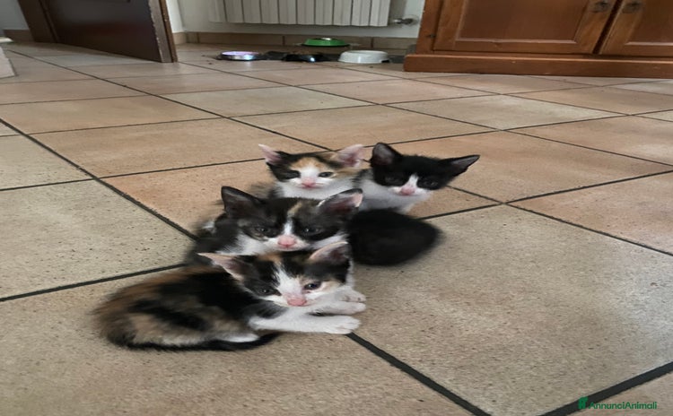 Europeo gatti a Provincia di Verona - Annuncio 6