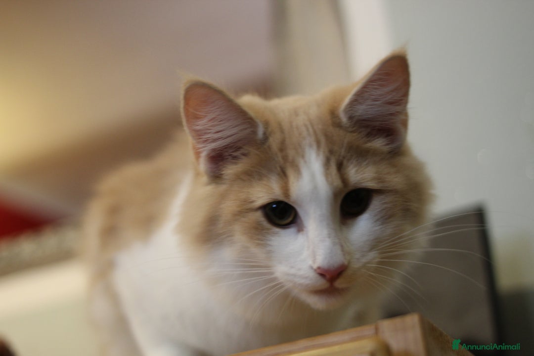 Norvegese gatti in vendita: Norvegesi delle foreste - Annuncio 15