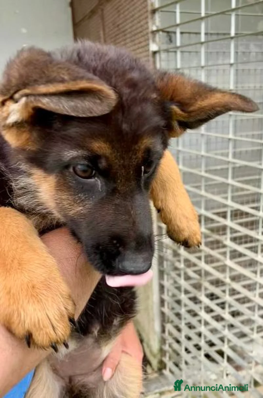 Meticcio cani in regalo: AMELIA una meraviglia di cucciola - Annuncio 2