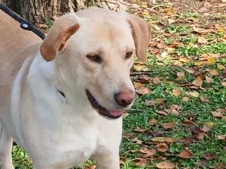 Meticcio cani CESARE INC LABRADOR CERCA LA SUA FAMIGLIA - Annuncio 2