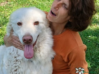 Meticcio cani FULVIO DOLCISSIMO CUCCIOLONE IN CERCA D'AMORE - Annuncio 15