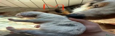 Australian Shepherd Maschio