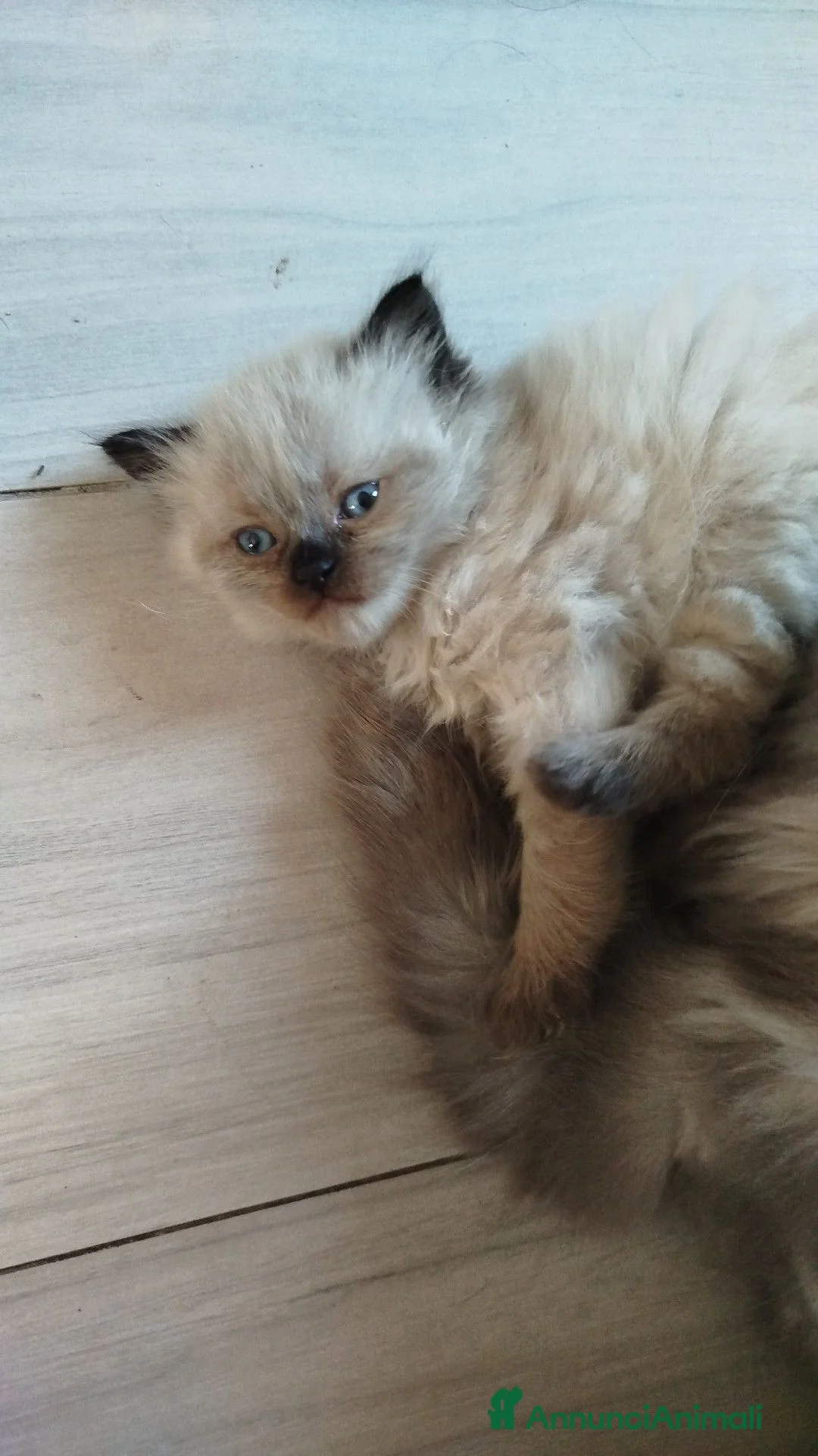Persiano gatti in vendita: Cuccioli di gatto persiano - Annuncio 6