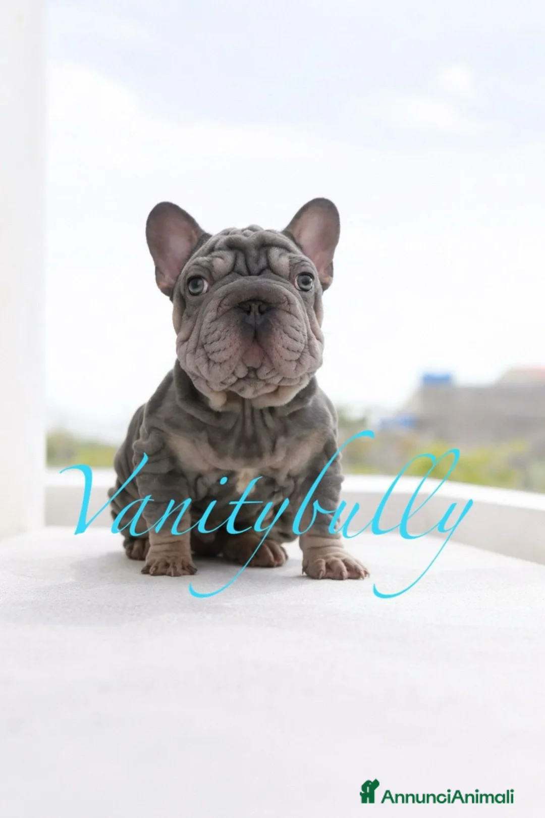 Bulldog Francese cani in vendita: Bulldog francese (fluffy, carrierfluffy, bigrope)  - Annuncio 1