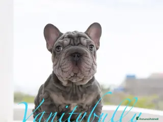 Bulldog Francese cani Bulldog francese (fluffy, carrierfluffy, bigrope) - Annuncio 3