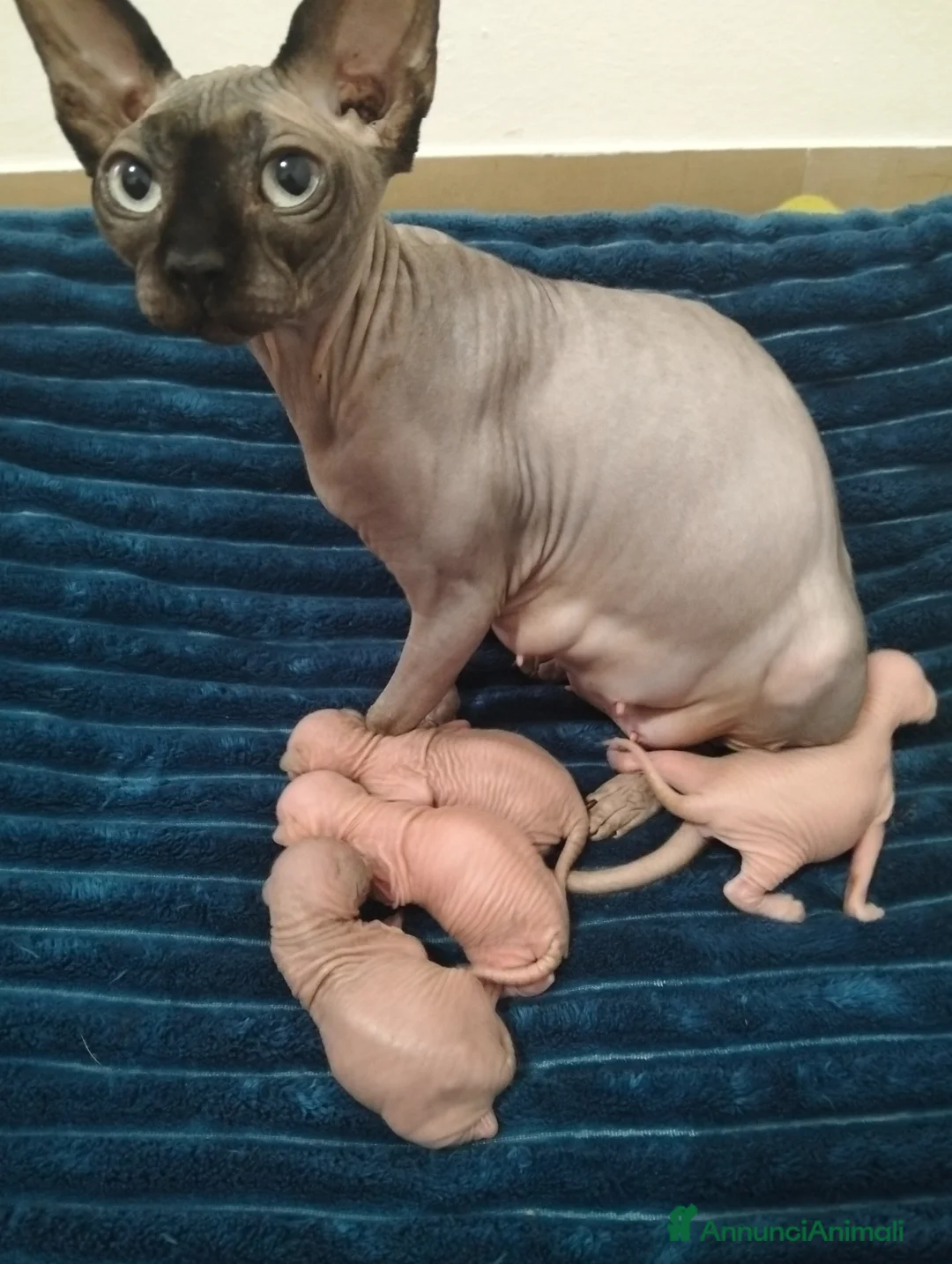 Sphynx gatti in vendita: Gattini Sphynx  - Annuncio 1