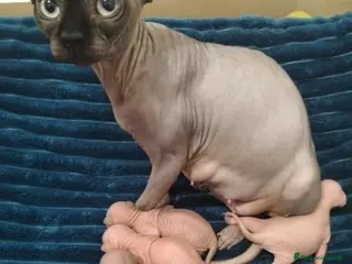 Sphynx gatti Gattini Sphynx - Annuncio 13