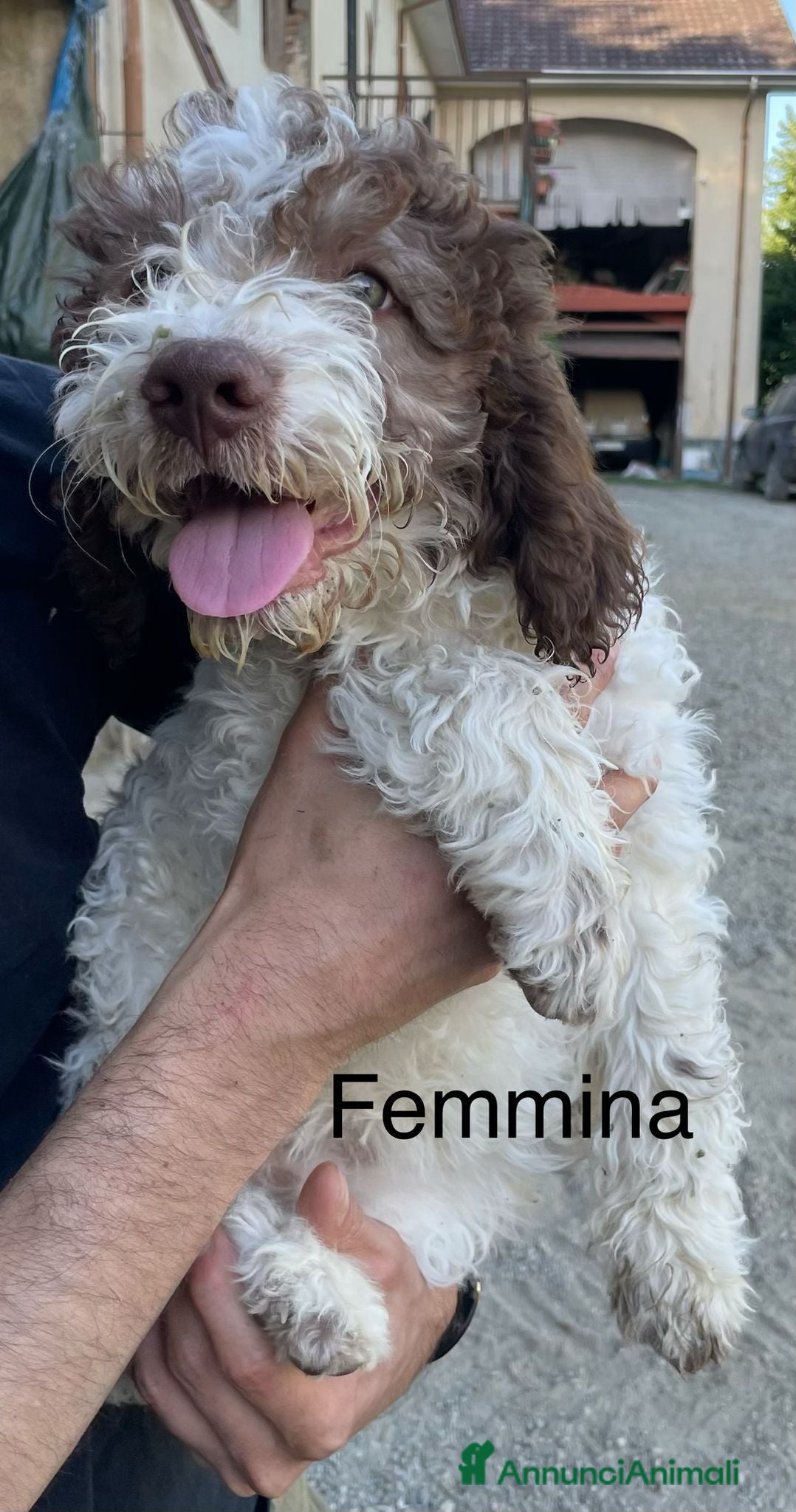 Lagotto cani Cucciola di Lagotto Romagnolo - Annuncio 11