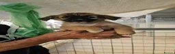 Meticcio cani in regalo: Mughetto, Ciclamino e Tiglio: maschietti 3 mesi - Annuncio 23